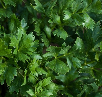 celery-leaves