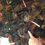 The biggest lobster EVER (didn’t buy him but whoa).